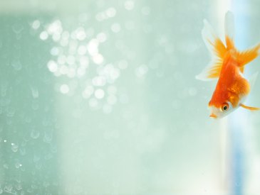 6 Easiest Pet Fish to Keep Happy & Alive