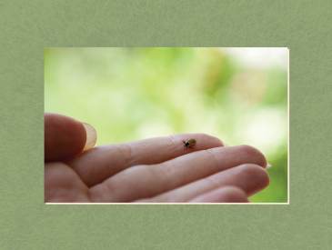 A dark brown tick sits on a person with light skin tone's index finger.